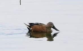 Red Shoveler