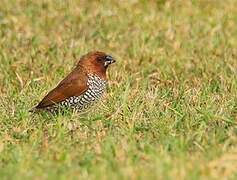 Scaly-breasted Munia