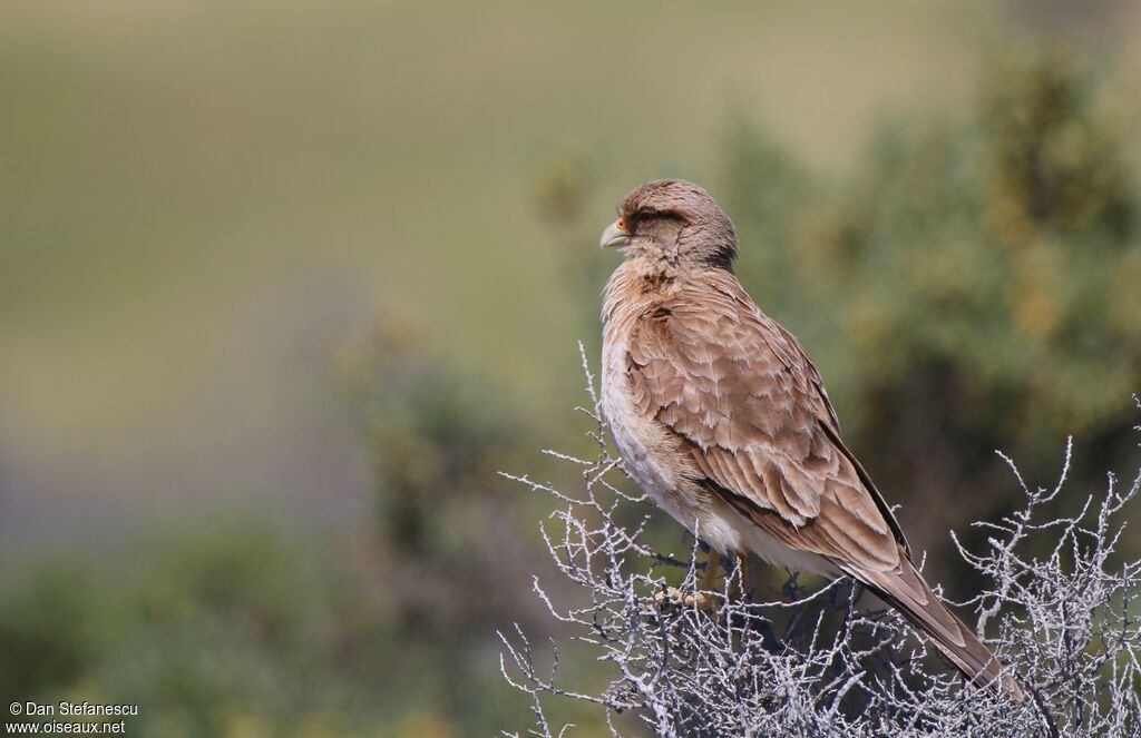 Caracara chimangoadulte