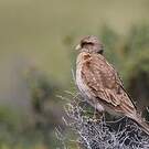 Caracara chimango