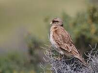 Caracara chimango