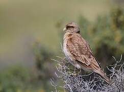 Caracara chimango