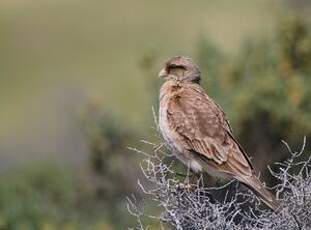 Caracara chimango