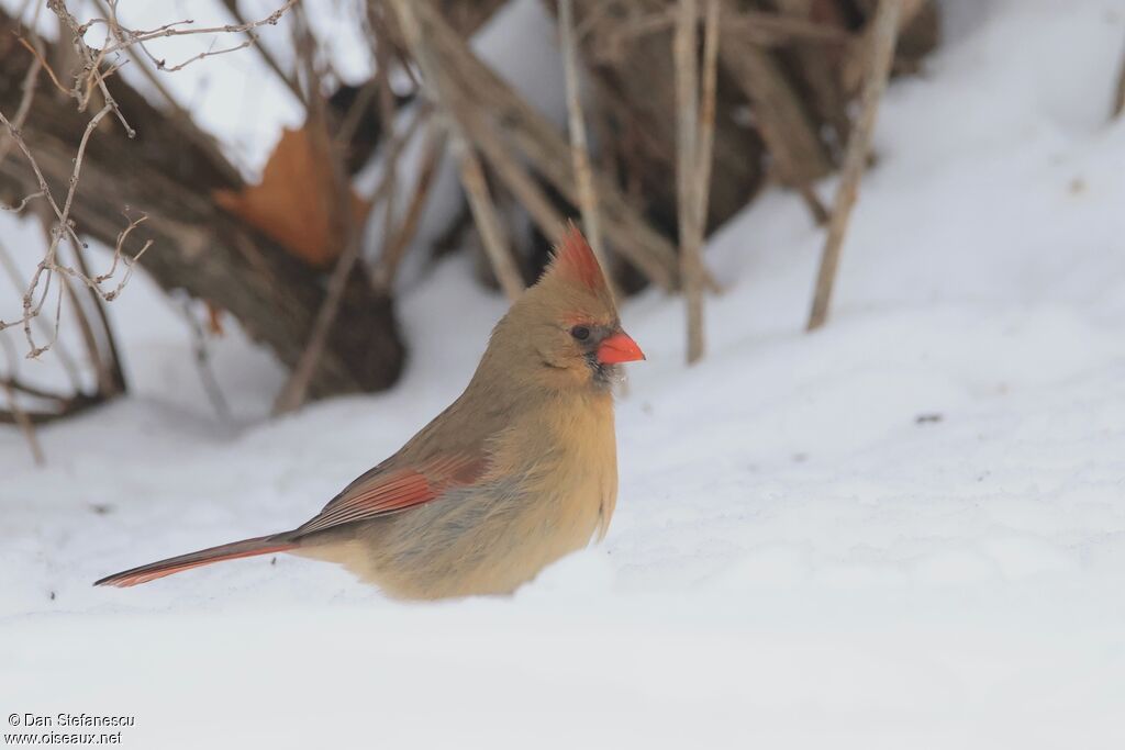 Cardinal rouge