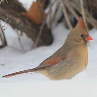 Cardinal rouge