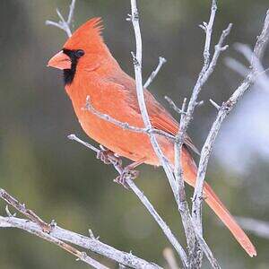 Cardinal rouge