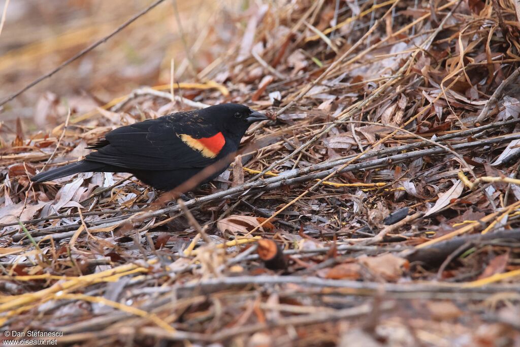 Carouge à épaulettes mâle adulte