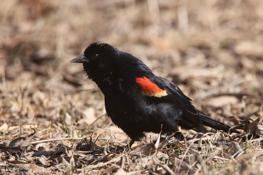 Red-winged Blackbird