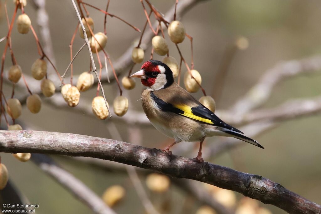 European Goldfinchadult