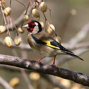 European Goldfinch