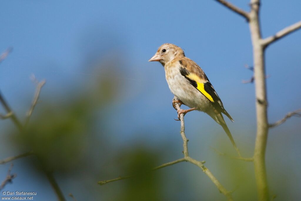 European Goldfinchjuvenile