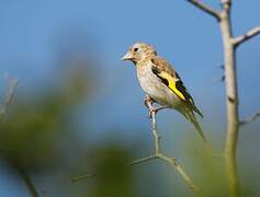 European Goldfinch