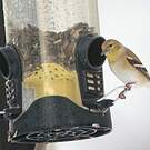 Chardonneret jaune
