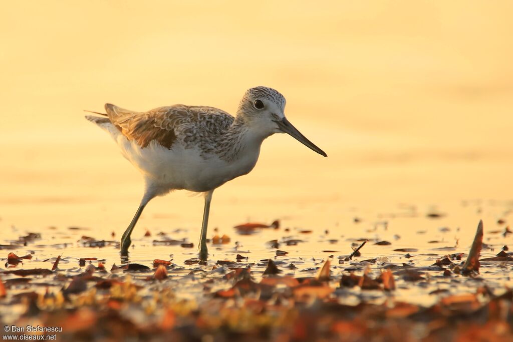 Common Greenshankadult