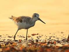 Common Greenshank