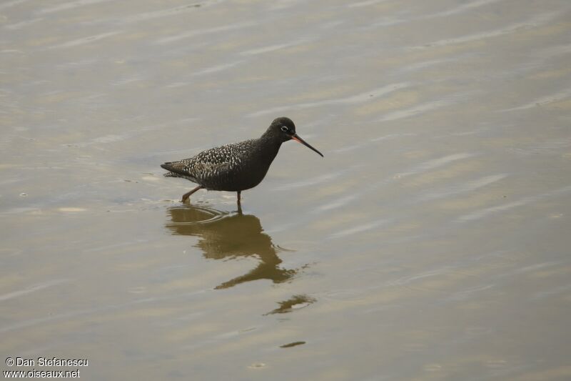 Spotted Redshank male adult breeding