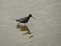 Spotted Redshank