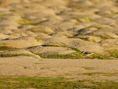 Terek Sandpiper