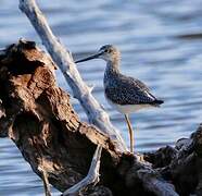 Greater Yellowlegs