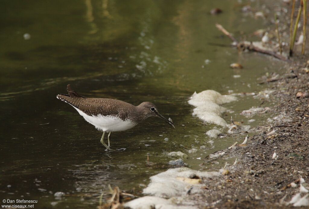 Green Sandpiperadult, eats