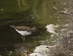 Green Sandpiper