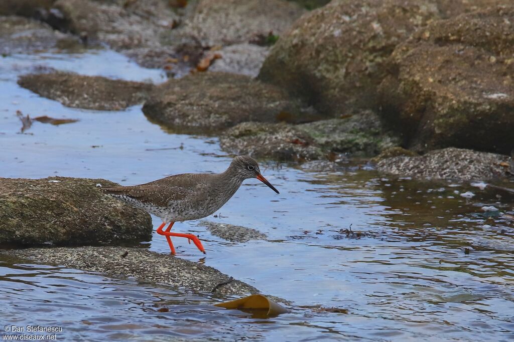 Common Redshankadult post breeding, walking