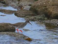 Common Redshank