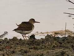 Spotted Sandpiper