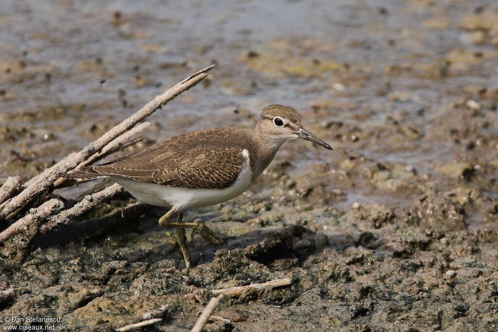 Common Sandpiperadult, walking