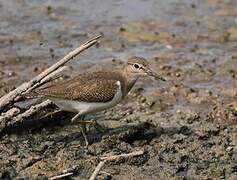 Common Sandpiper