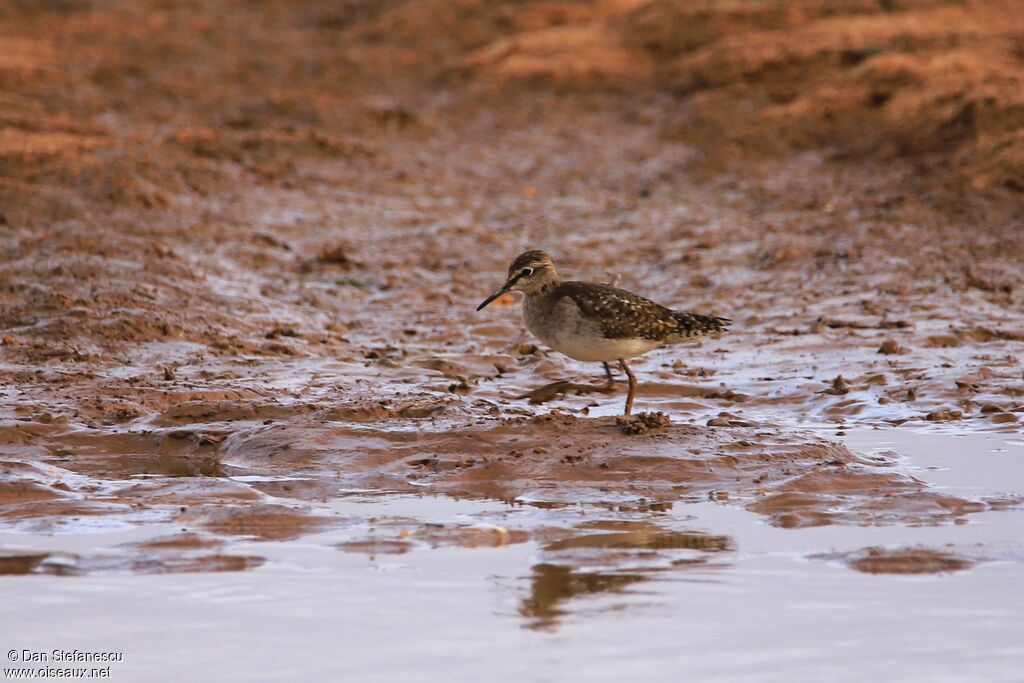 Wood Sandpiperadult, walking