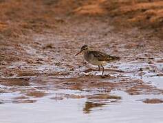 Wood Sandpiper