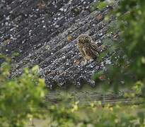 Little Owl