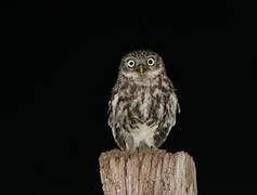 Little Owl