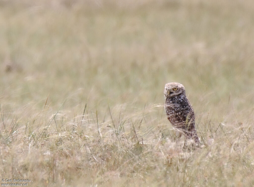 Burrowing Owl