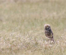 Burrowing Owl