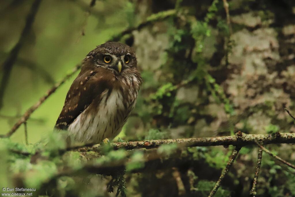 Eurasian Pygmy Owljuvenile