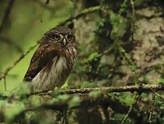 Eurasian Pygmy Owl