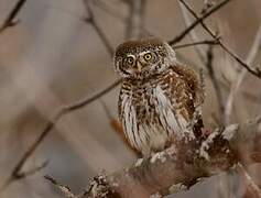 Eurasian Pygmy Owl