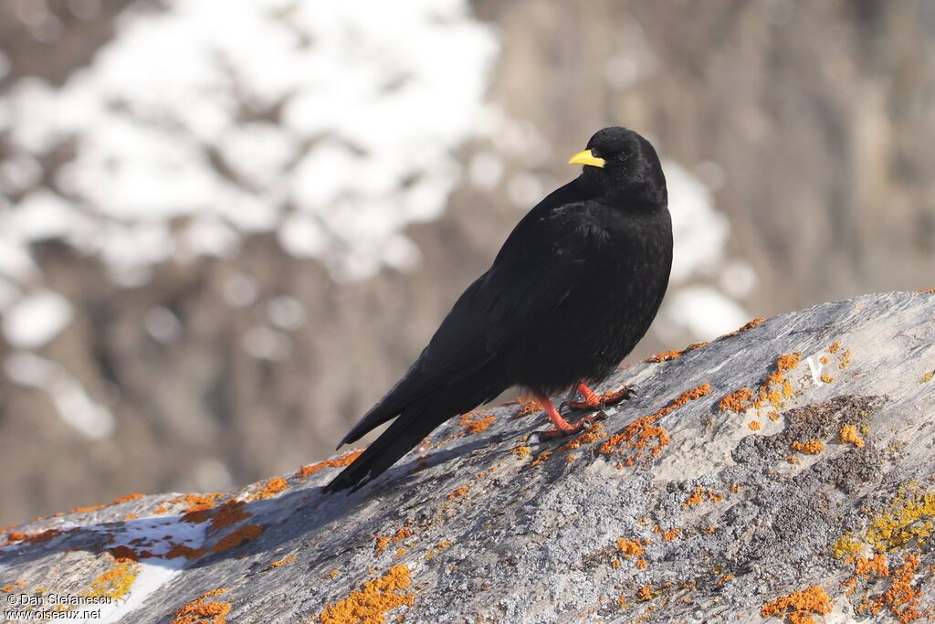 Chocard à bec jauneadulte