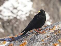 Alpine Chough