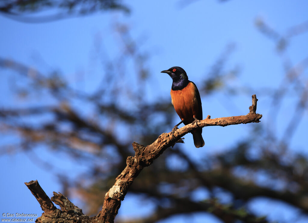 Hildebrandt's Starling