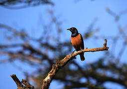 Hildebrandt's Starling