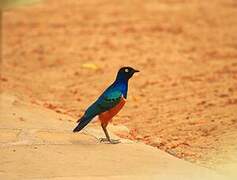 Superb Starling