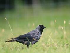 Western Jackdaw