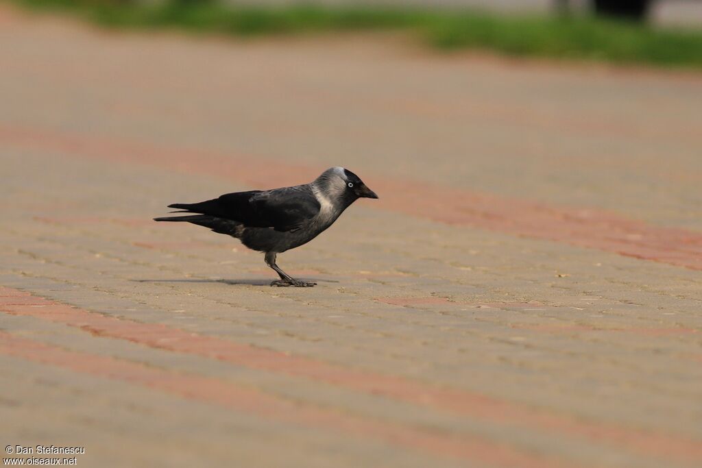 Western Jackdaw