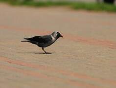 Western Jackdaw