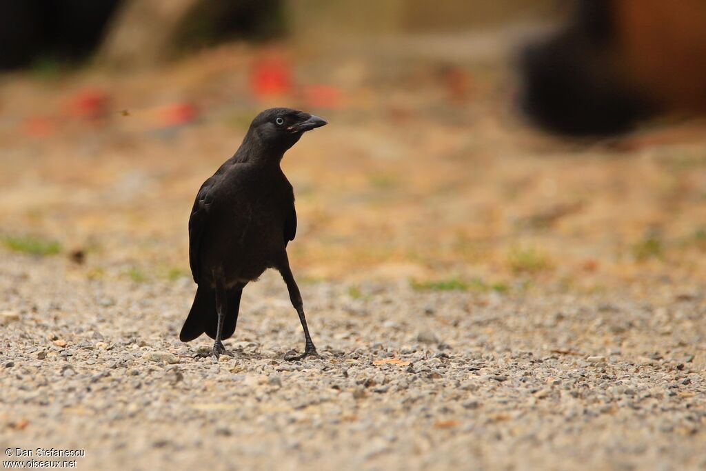 Western Jackdawjuvenile