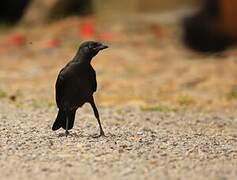 Western Jackdaw