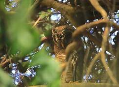 African Wood Owl